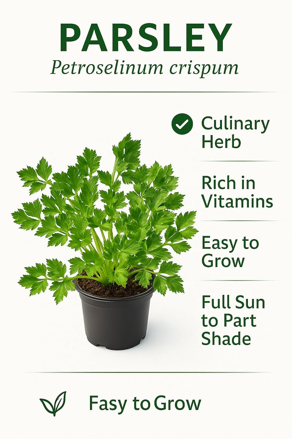 Live Parsley Plant | Fresh Culinary Herb for Kitchen & Garden | Fast-Growing, Flavorful Leaves | Easy to Grow Indoor–Outdoor Herb Plant in Pot