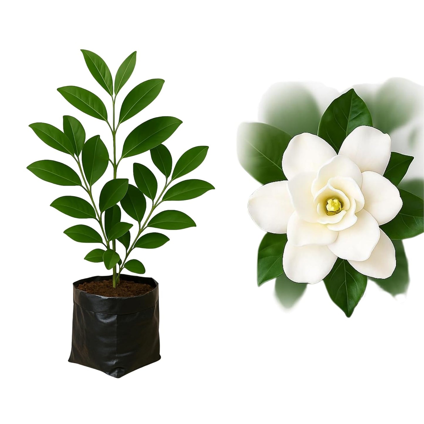 RootFuel Gardenia Gandharaj Live Plant for Home Garden and Indoor Décor | Fragrant White Flower Plant for Balcony Terrace and Outdoor | Easy to Grow All Season Plant (Without Pot, Pack of 1)