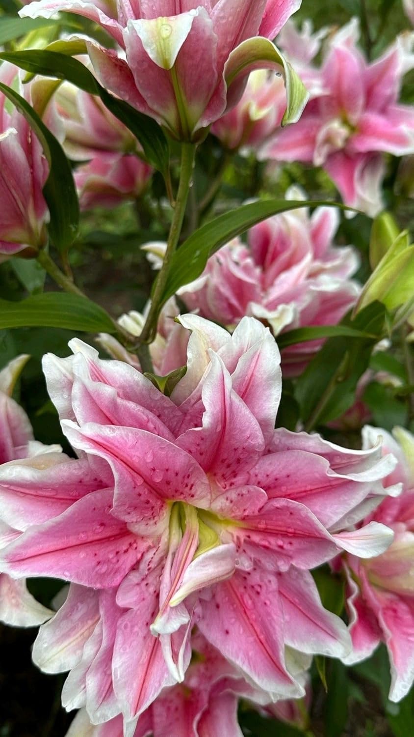 SVG® Double Oriental Lily Flower Bulbs for Home and Gardening, pack of 1 Bulbs (SHADED PINK)