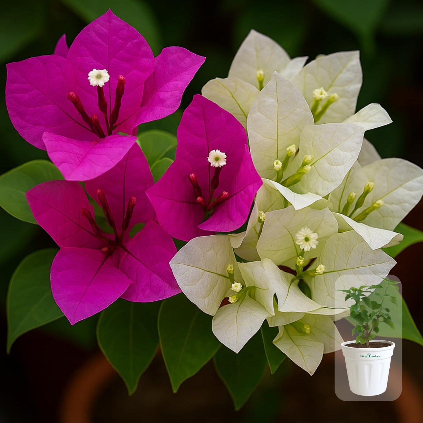 Indian Gardens - Bougainvillea Glabra live plant | Indoor & Outdoor Plant | Nyctaginaceae | Paper Flower (Yellow, 6" Terracotta)