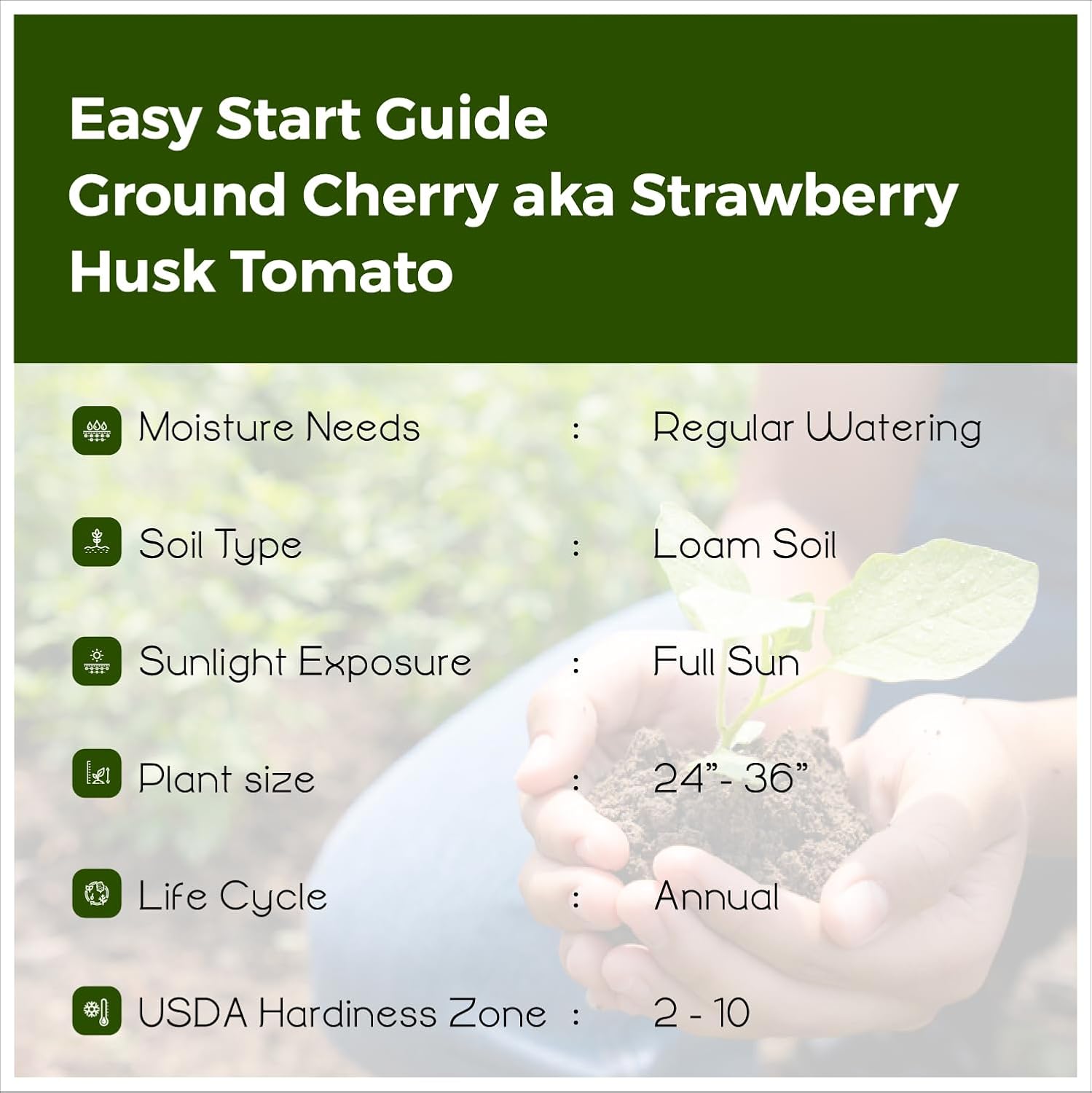 50 seeds Ground Cherry aka Strawberry Husk Tomato Physalis Pruinosa Tomatillo - Seeds Ville