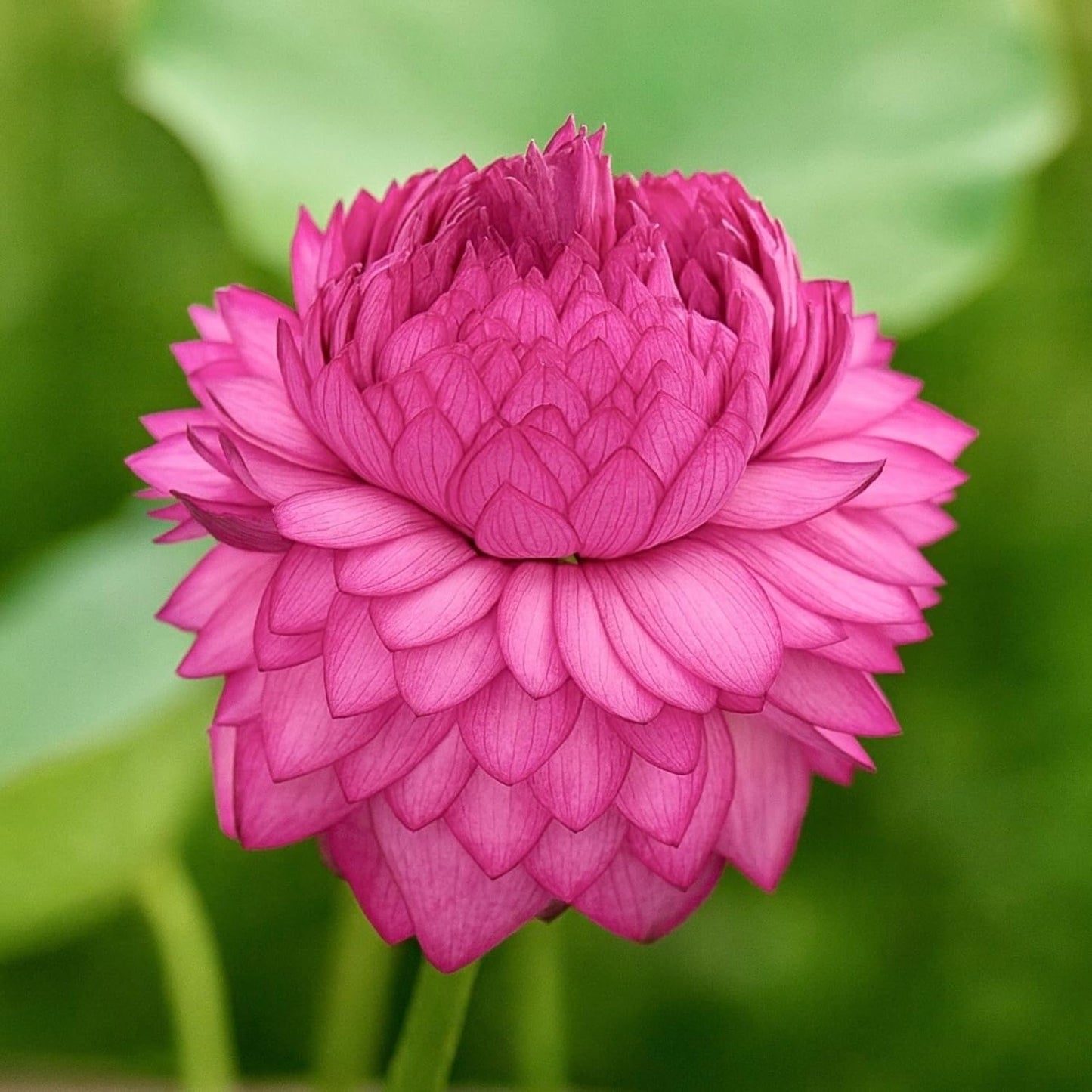 Lotus live plant | Rare plant | Original color guarantee plant | Indoor & Outdoor Live plant (Code 32)