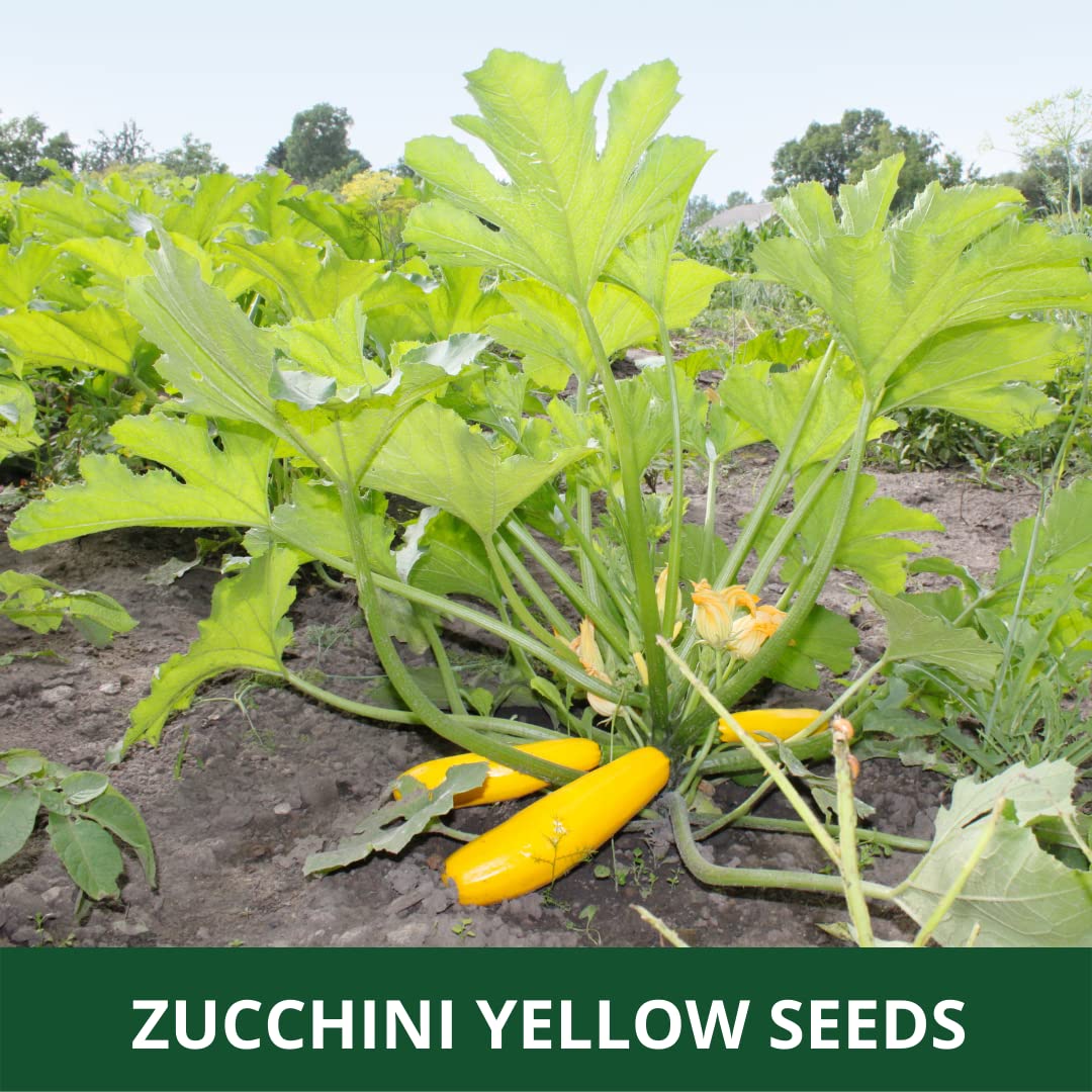 25 Seeds- Zucchini sKing Courgette Non GMO Heirloom Organic Seeds For Planting