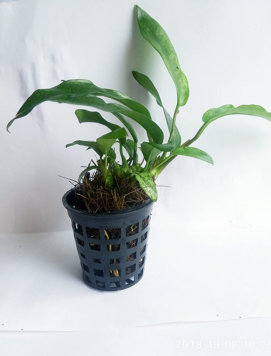 Java Moss Vesicularia dubyana Aquarium Live Plant | Loose Bunch