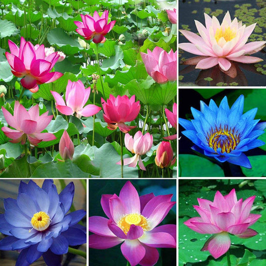 Dwarf Mix Colour Water Lotus Flower Plant Bowl Pond 15 Seeds Pack- Grow Indoor & Outdoor- Gro Year Round. - Seeds Ville