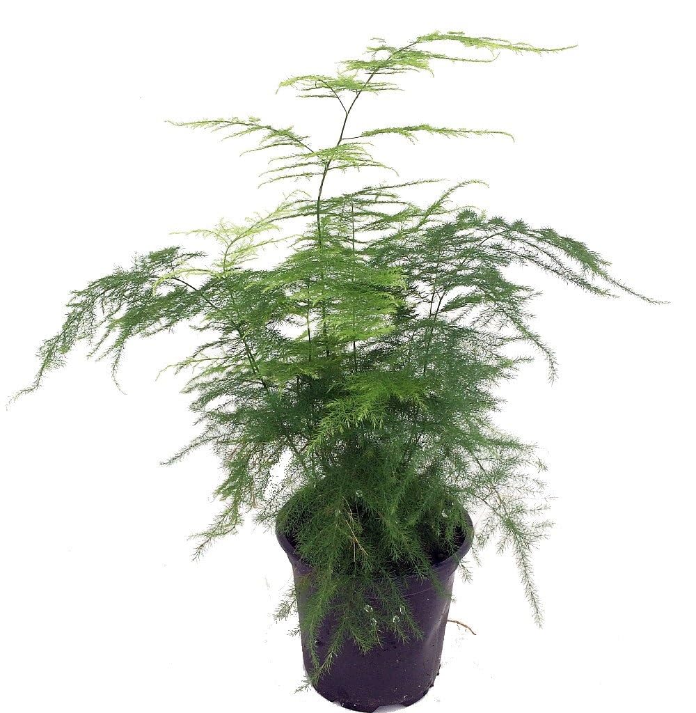 The Four Seasons Asparagus Lace Fern Leaf | Setaceus Plumosus Asparagus Fern | Rare Natural Live Plant in Pot