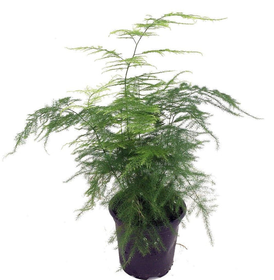 The Four Seasons Asparagus Lace Fern Leaf | Setaceus Plumosus Asparagus Fern | Rare Natural Live Plant in Pot