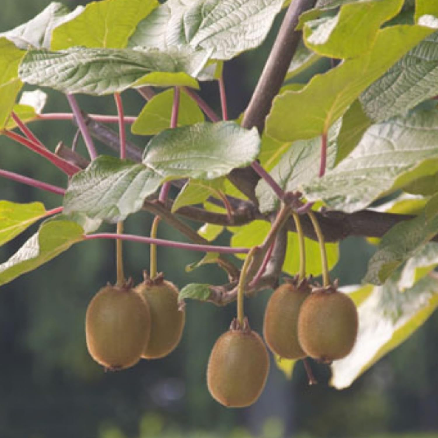 Kiwi Plant – Live Grafted Fruit Vine for Home Garden | Cold-Hardy, Fast-Growing Climber in Pot | Organic Kiwi Sapling (1)