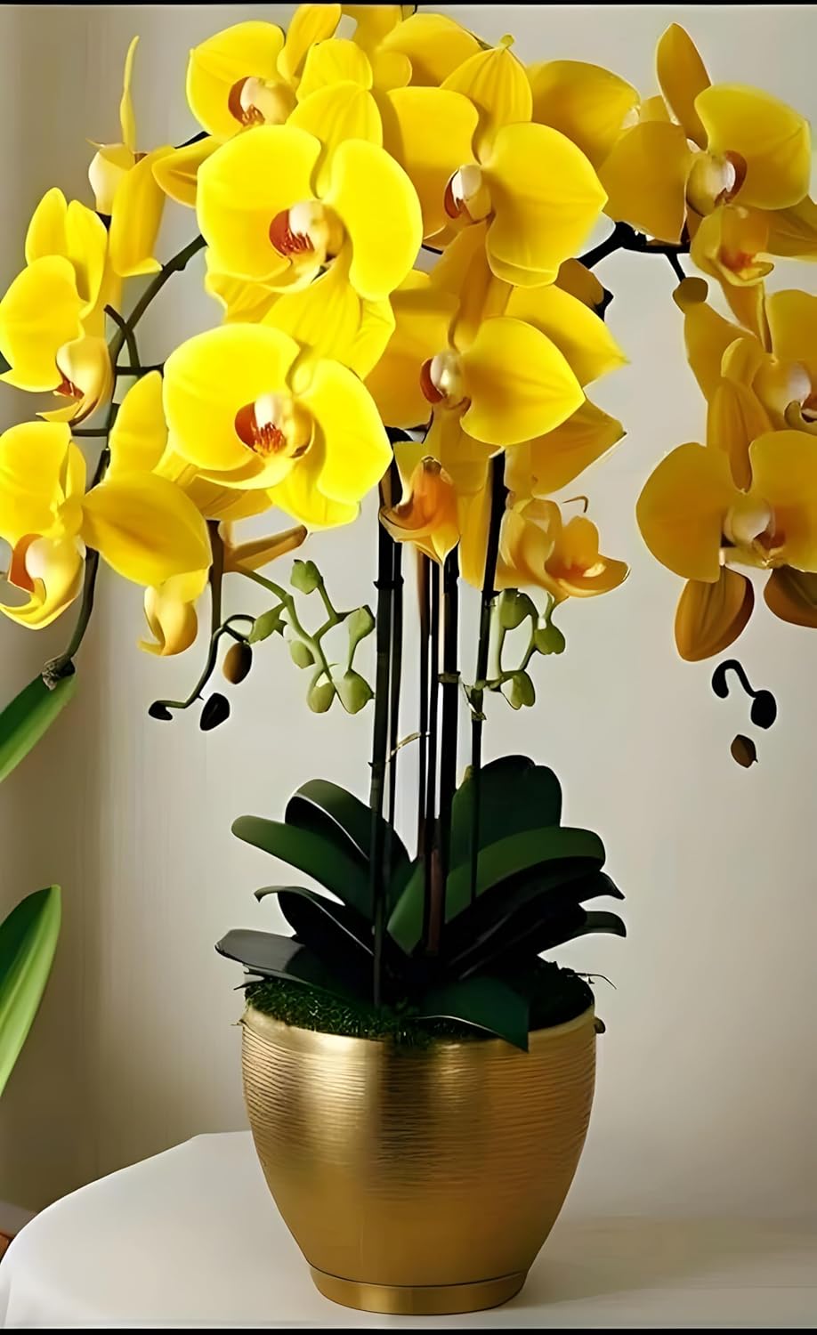 Rare Yellow Orchid Live Plant, Dendrobium Variety, 1 Pack