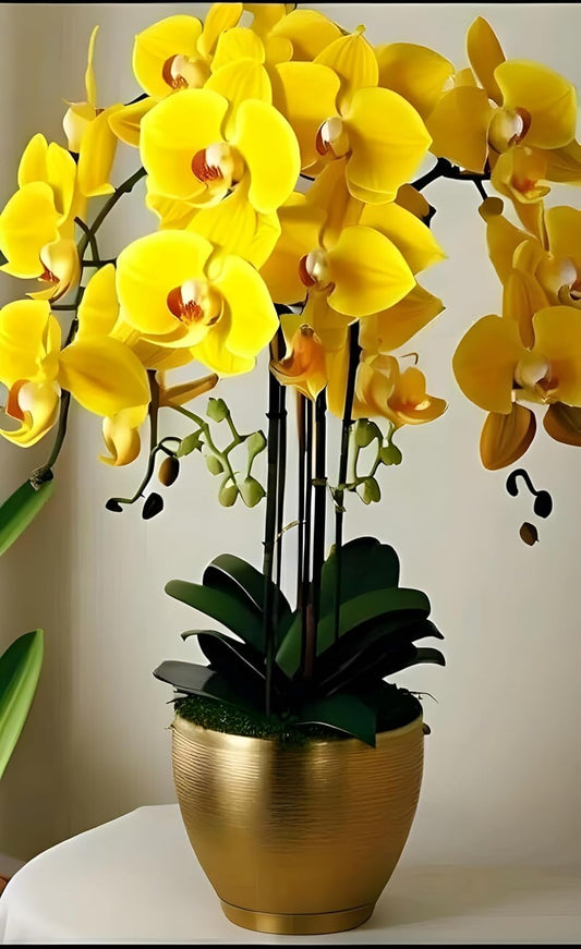 Rare Yellow Orchid Live Plant, Dendrobium Variety, 1 Pack