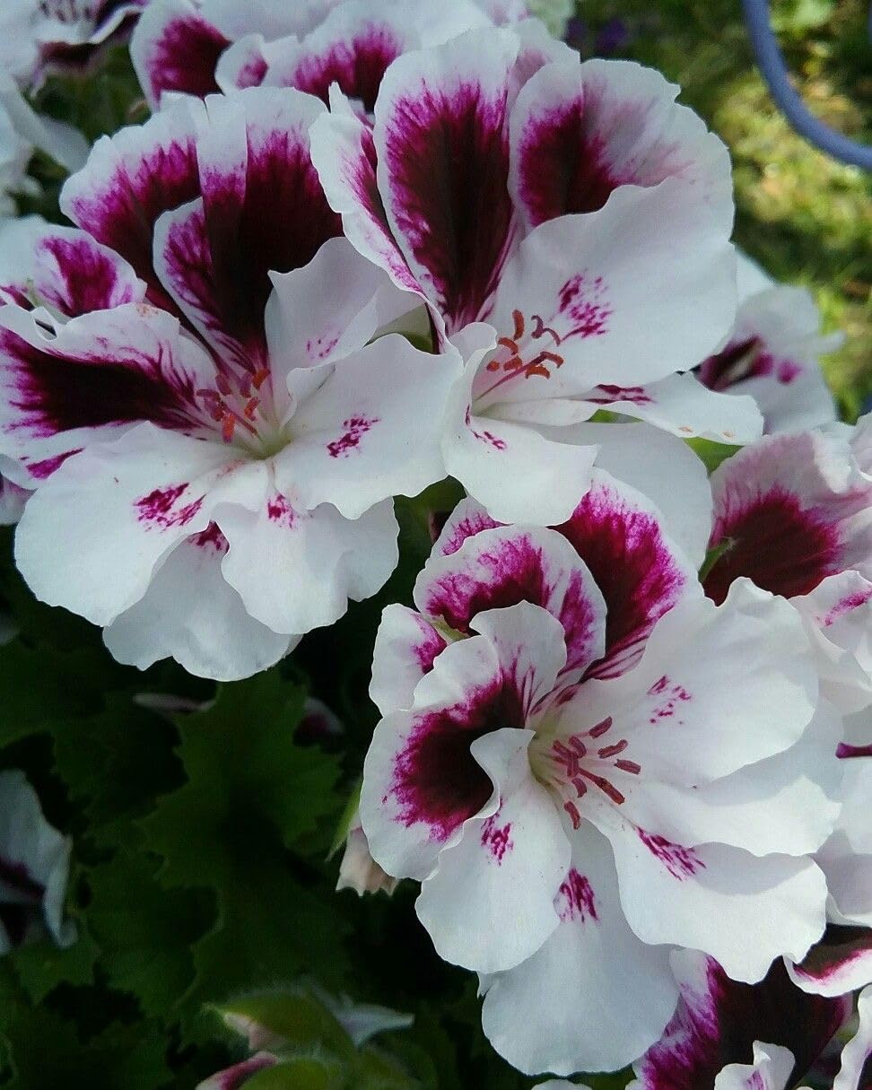 Climbing Double Geranium Flower Seeds for Home and Kitchen Gardening, Pack of 60 to 80 seeds