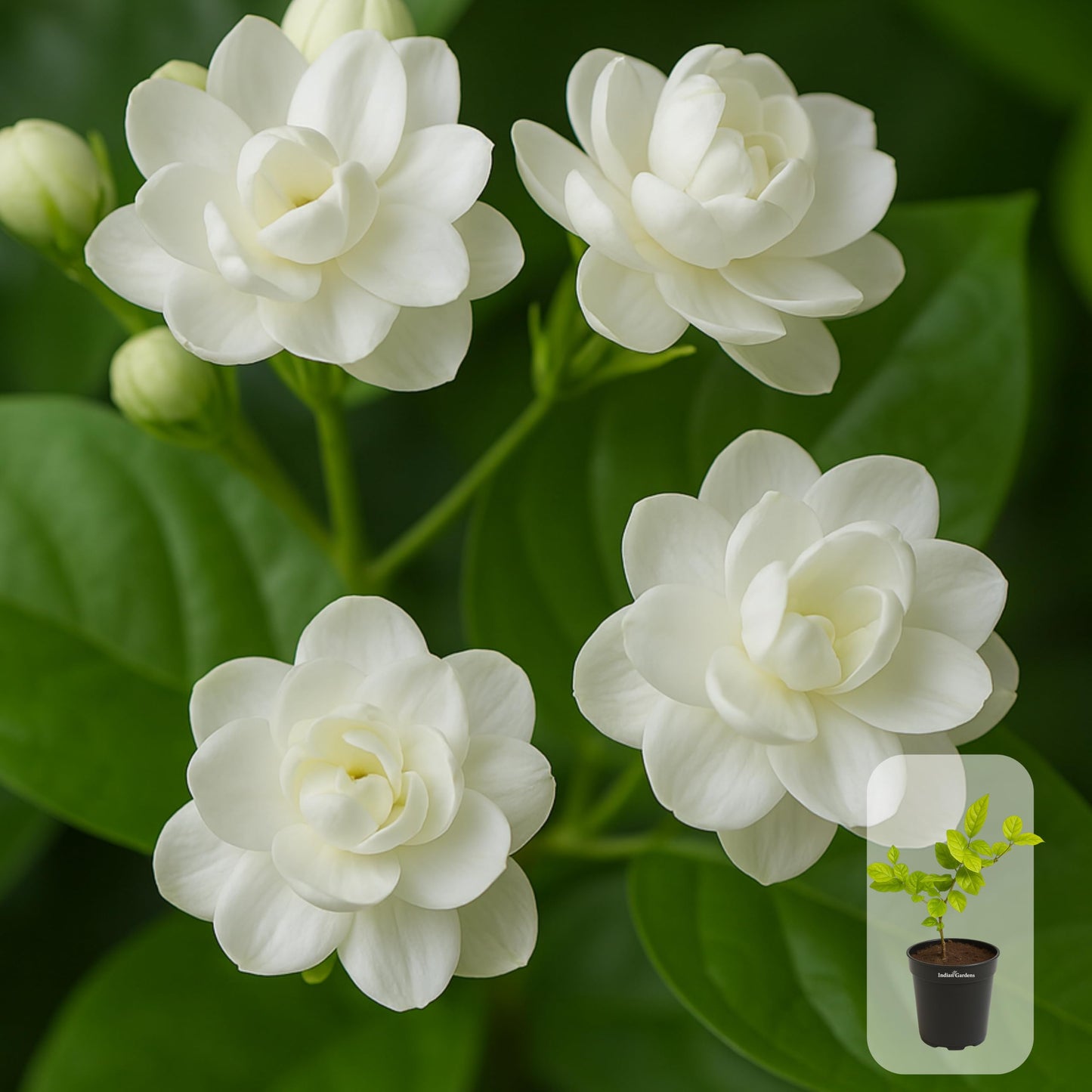 Indian Gardens - 5 Layer/Arabian Jasmine Jasmine live plant | Indoor & Outdoor Plant | sambac White | 4 inch (Min : 2)