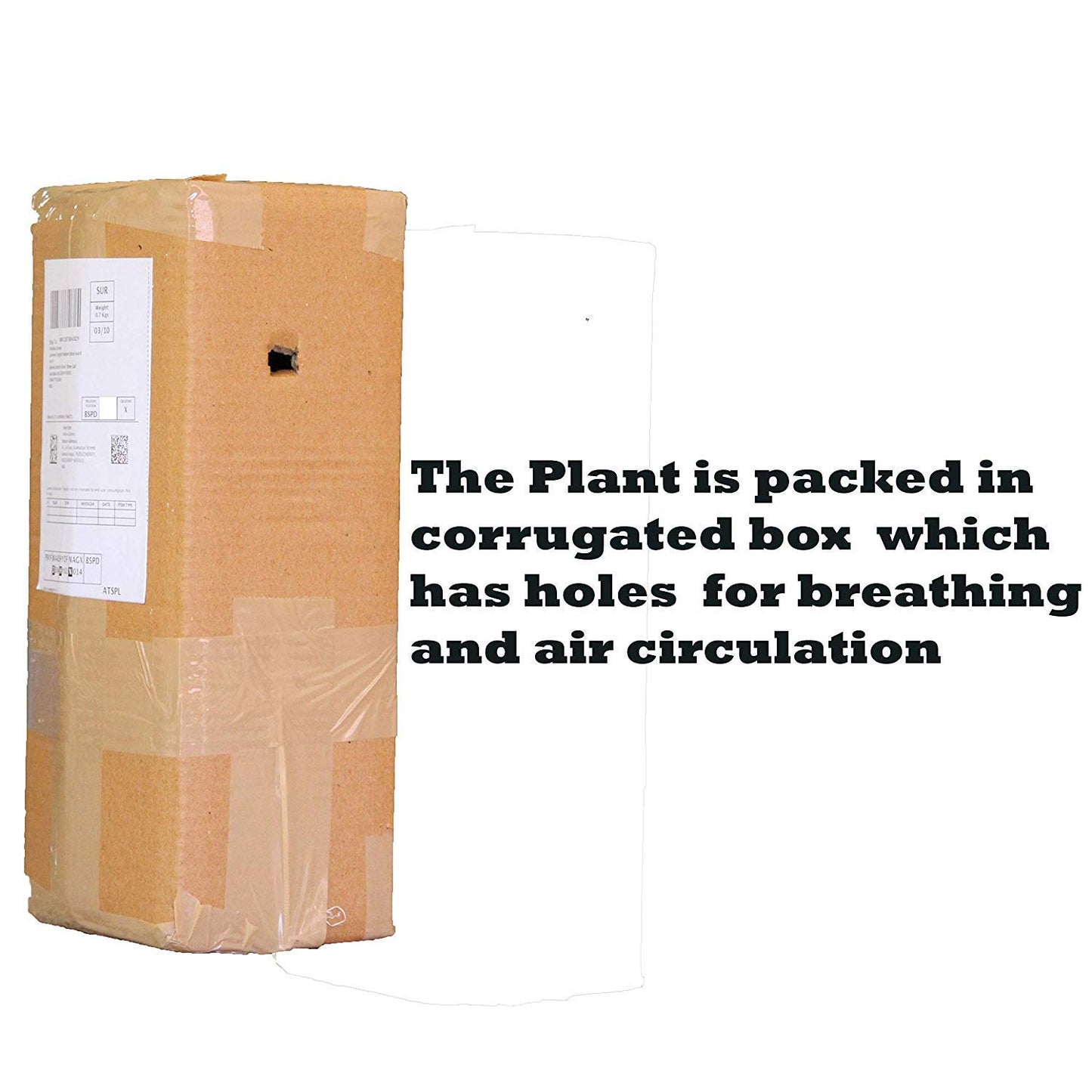 Waterlily Live Plant | Indoor | Outdoor | Aquatic Plant (Blue)