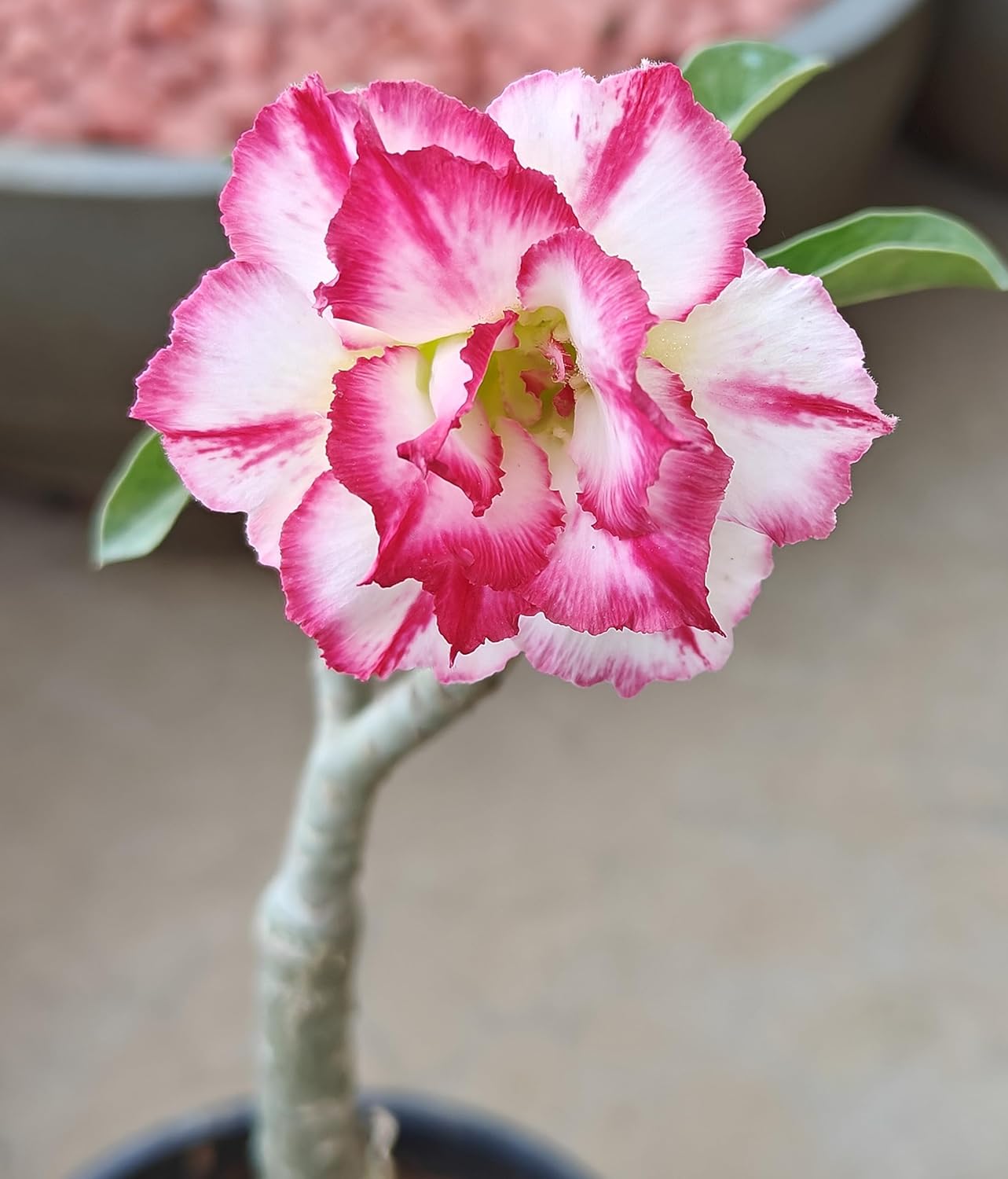 Adenium Desert Rose Live Plant – All Time Air Layered Tree | Adenium Plant Live with Red Rose Flower | Desert Rose Indoor Outdoor Plant | Flowers in 2–3 Years