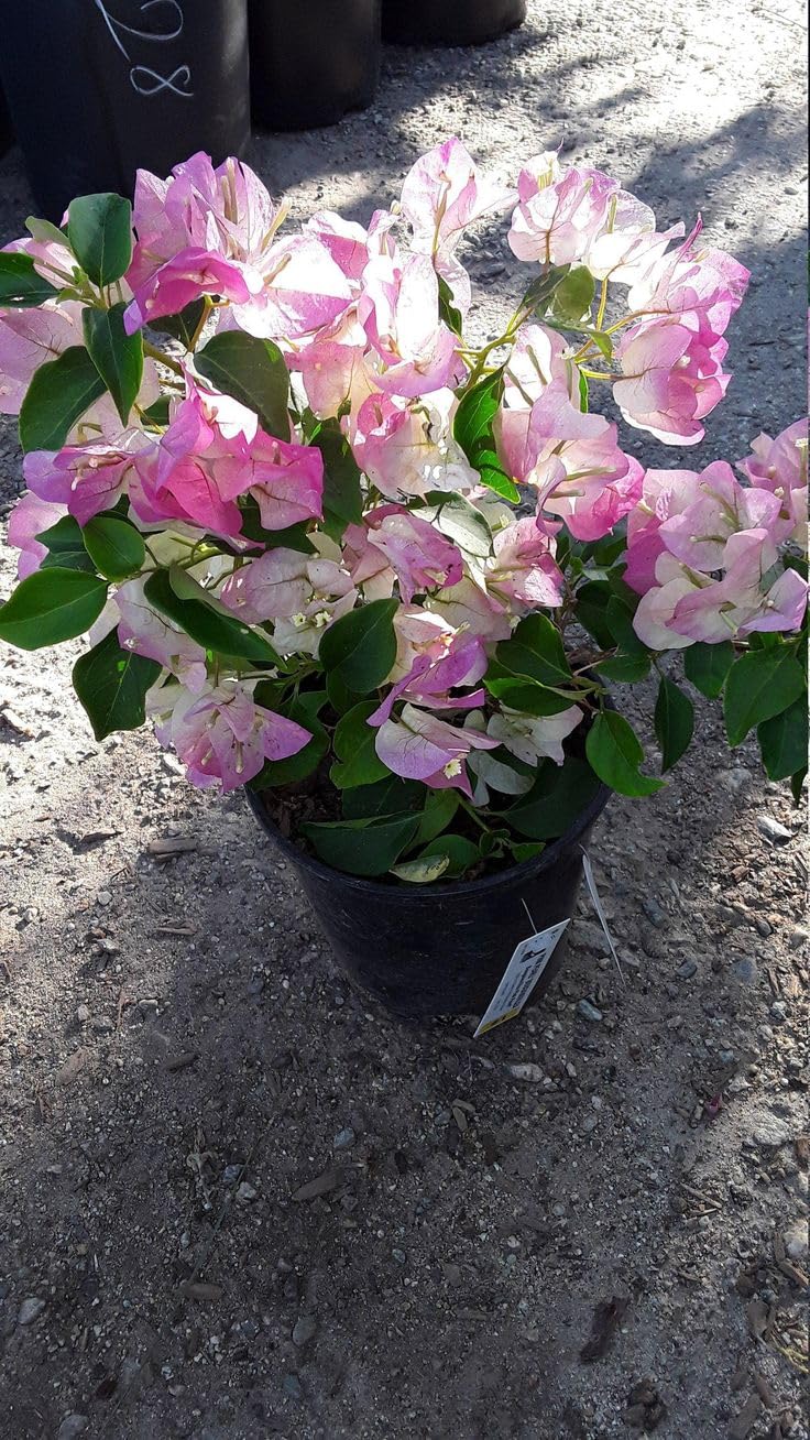 Thai Delight Bougainvillea Flower Live Plant, Bougainvillea x buttiana Kagoj, Paper Flower, Nyctaginaceae Paper Healthy Plant - Seeds Ville