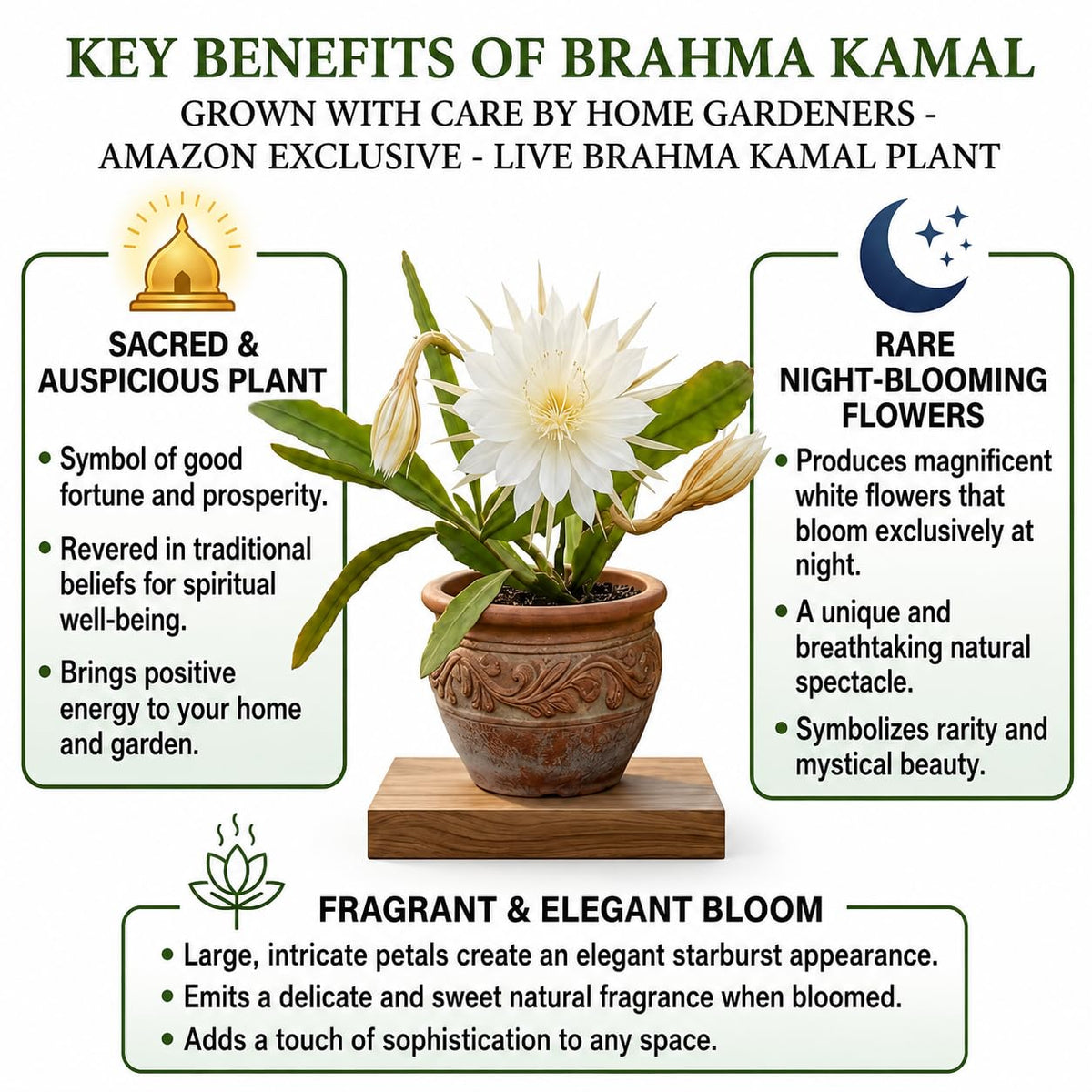 Seeds Ville Brahma Kamal Epiphyllum Oxypetalum Live Plant