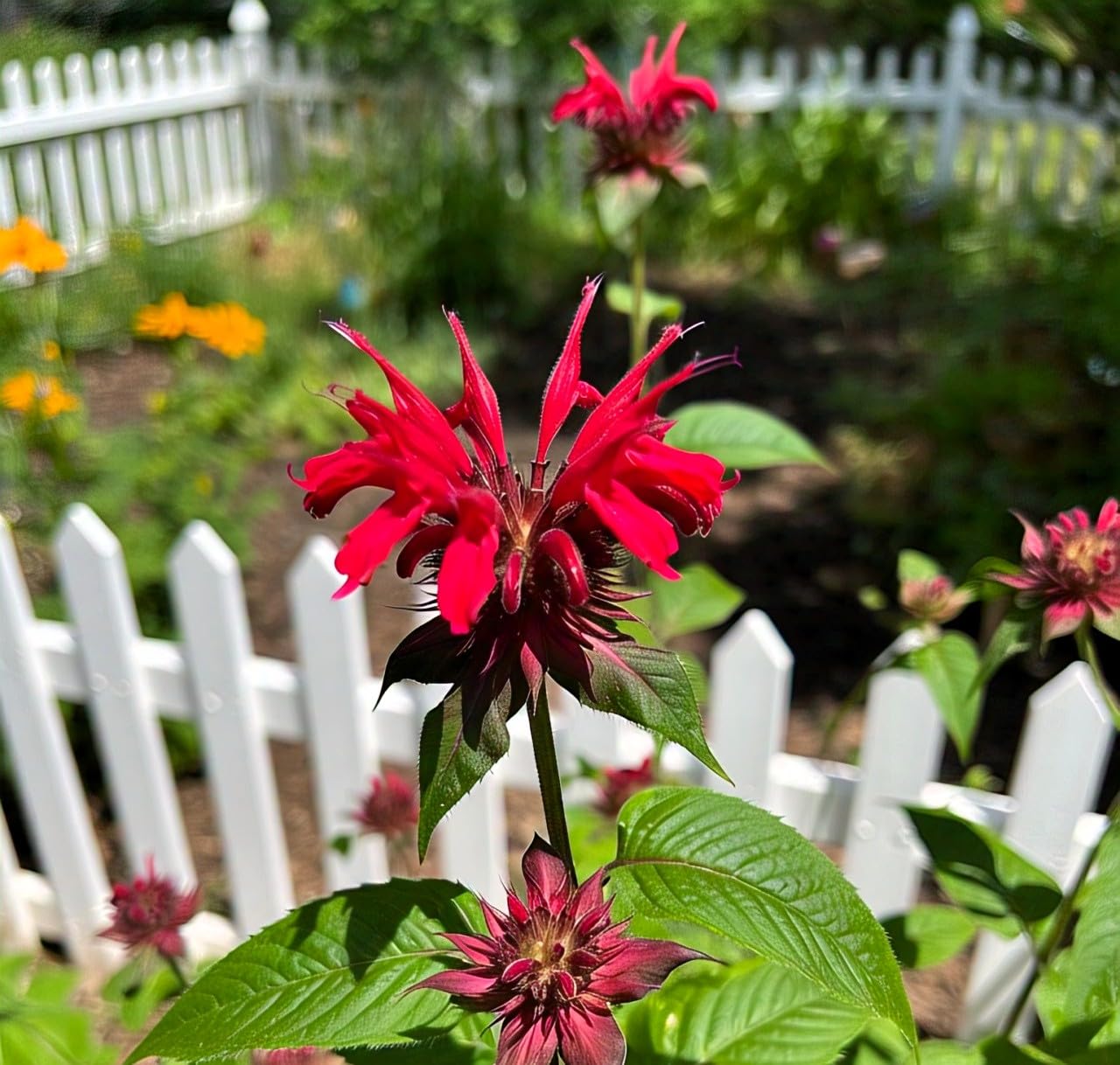 35+ Seeds- Bee Balm Flower Seeds - Natural Insect Repellent - Grow Year Round - All India - Seeds Ville