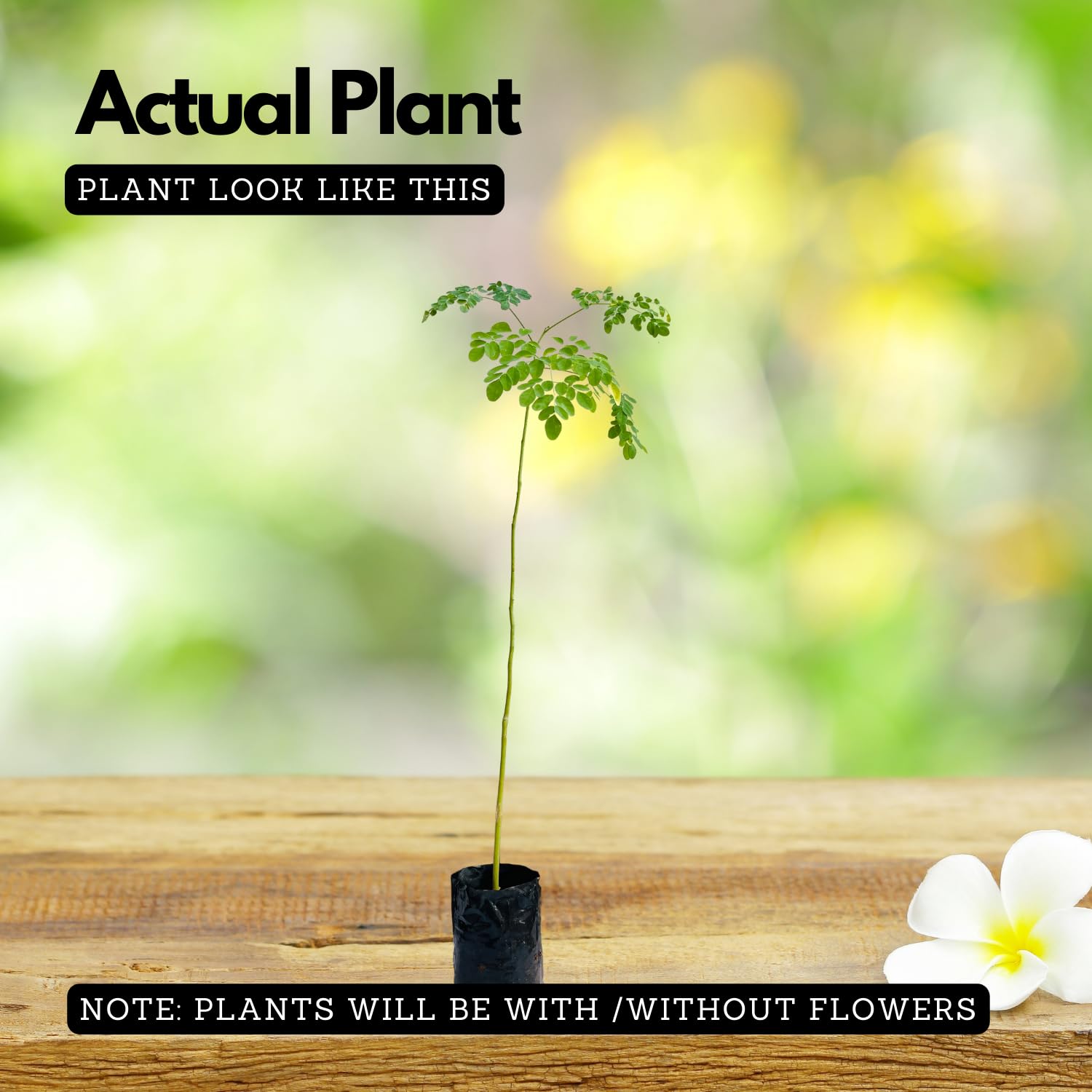 Hug A Plant | Birth Star : Shravishtha|Avittam|Dhanishta (Plant: Muringa-Moringa Oleifera|Prosopis Cineraria|Prosopis Spicigera|Prosopis Juliflora) (Home & Garden)