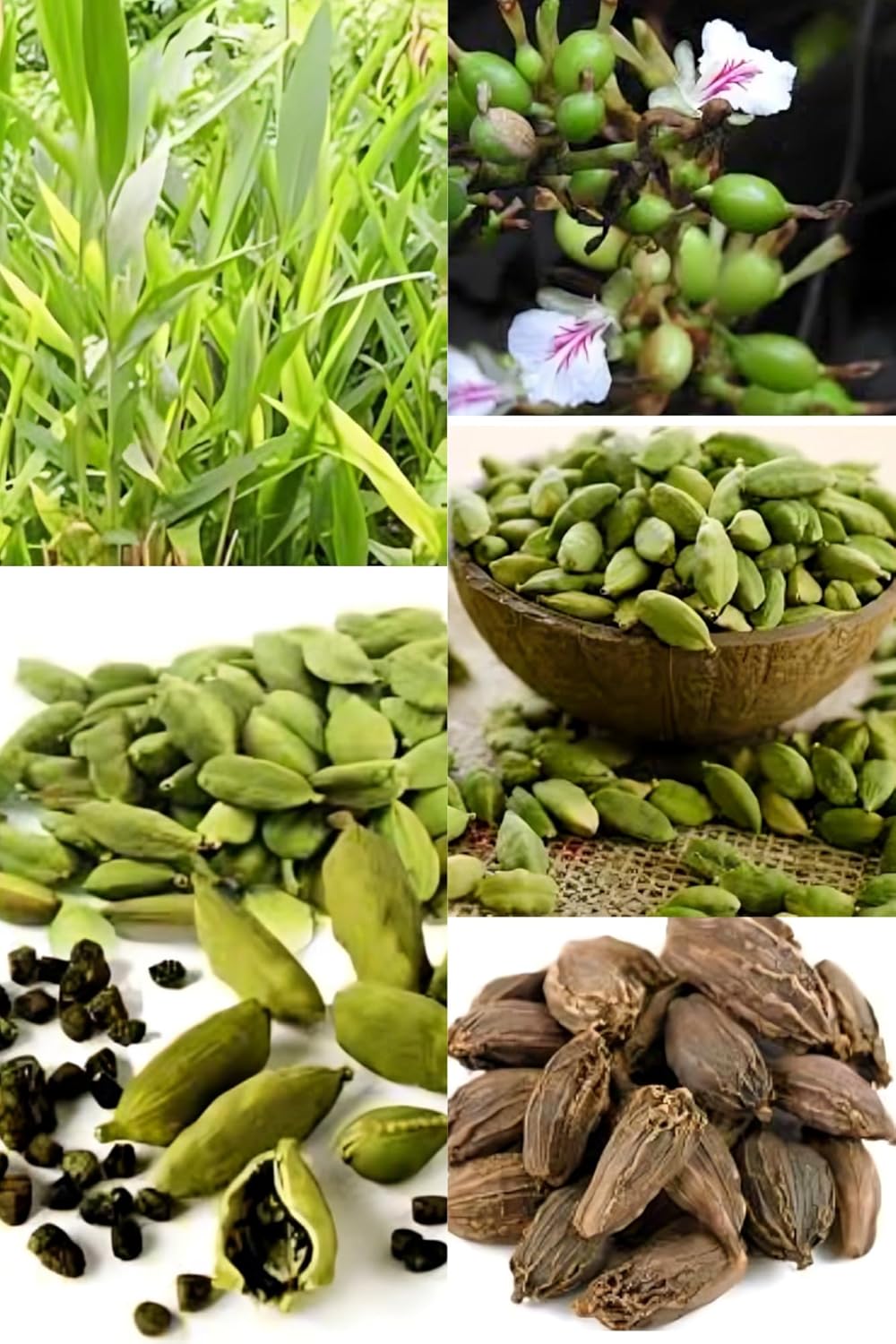 Zxxyanbi Live Rare Variety Good Aroma Cardamon/Elaichi Plant Hybrid (1-2 Feet Height) Original Rare Live Elaichi (1 Healthy Elaichi Plant) For Home Graden Outdoor Live Tree