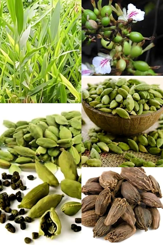 Zxxyanbi Live Rare Variety Good Aroma Cardamon/Elaichi Plant Hybrid (1-2 Feet Height) Original Rare Live Elaichi (1 Healthy Elaichi Plant) For Home Graden Outdoor Live Tree