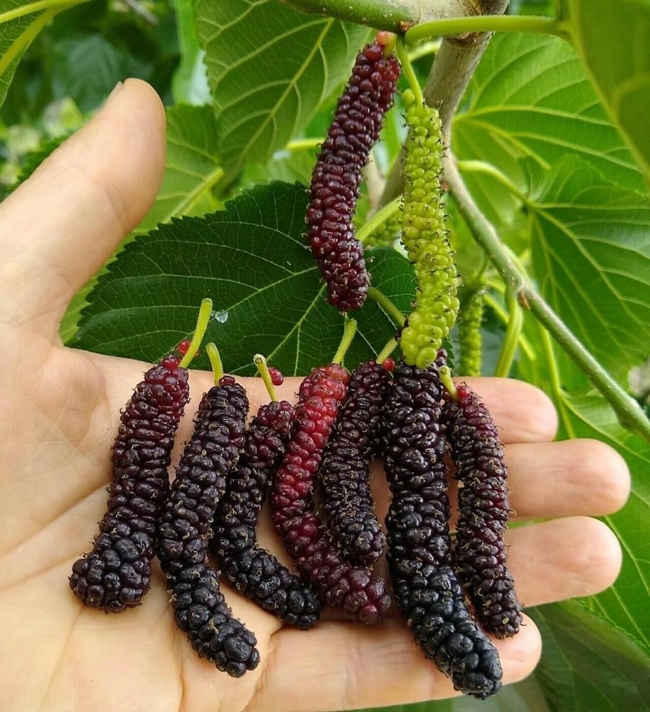 Healthy Live Red Long Shahtoot/Mulberry Fruit Outdoor Plant ''Fruit After 4 to 6 Month''(Pack of 1)