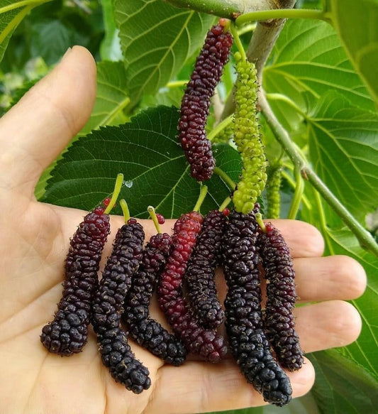Healthy Live Red Long Shahtoot/Mulberry Fruit Outdoor Plant ''Fruit After 4 to 6 Month''(Pack of 1)