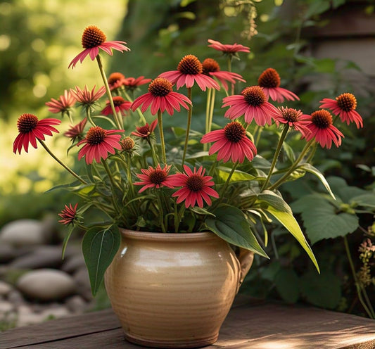 60+ Echinacea Coneflower Wildflower Seeds - Easy to Grow, Grow All Year, Low Care (RED)