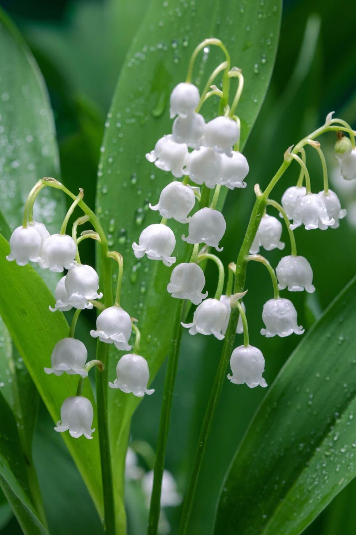 Ritz Farming® Lily Of The Valley Flower Seeds For Your Home and Gardening Pack of 50 to 60 seeds (BLUE)