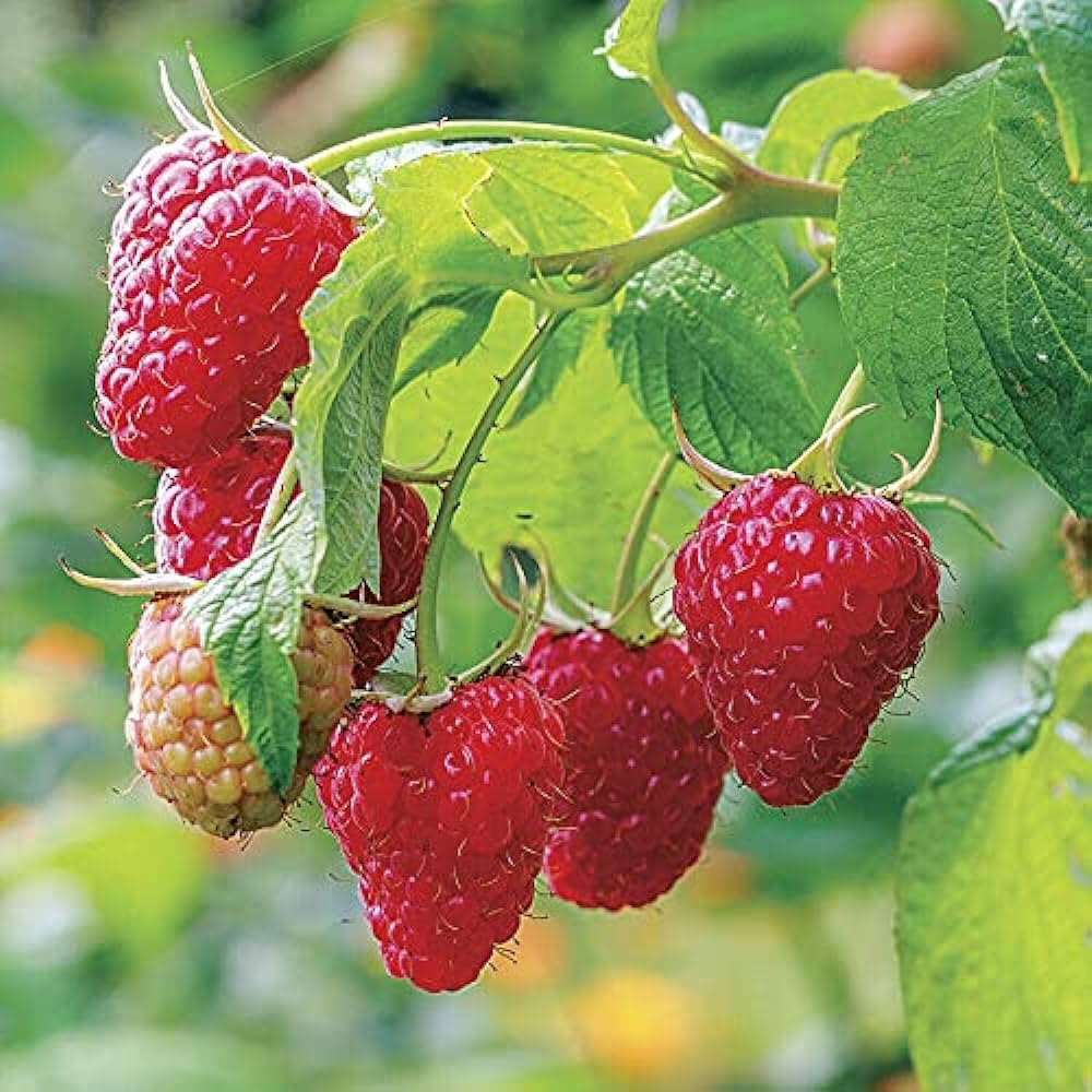 Raspberry live plant grafted, live grafted plant for Raspberry (pack of 1)
