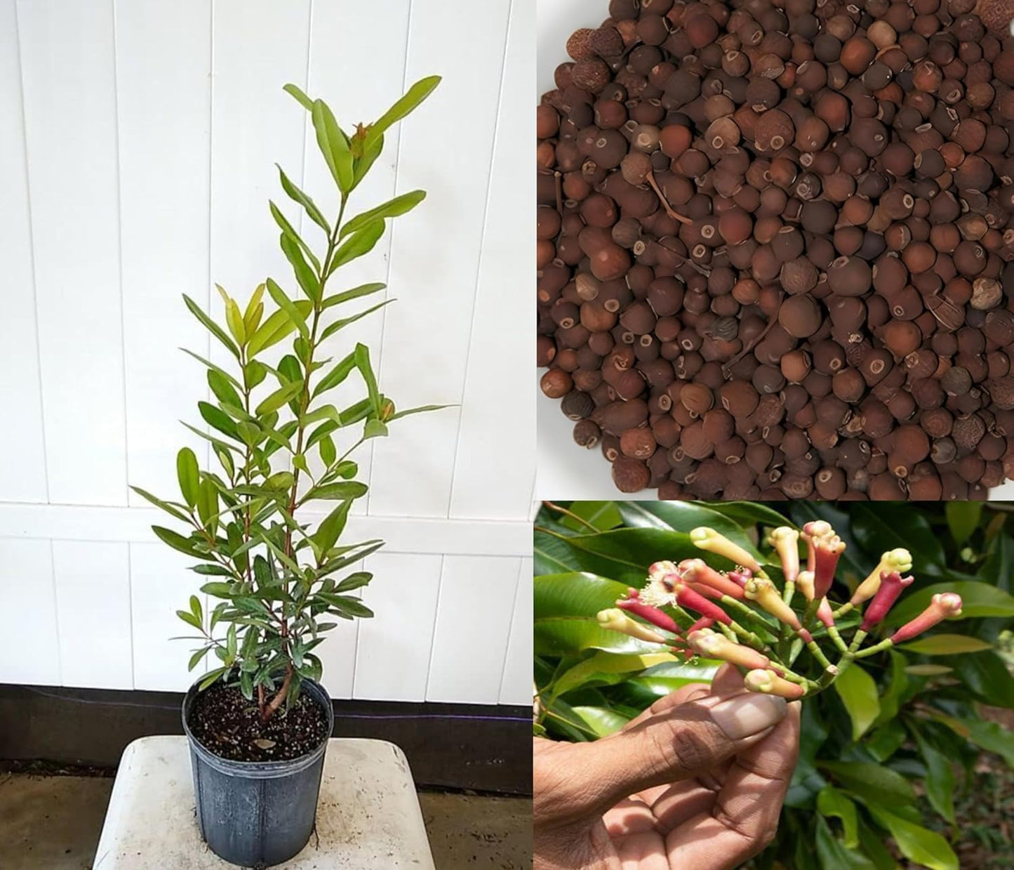 Live Tej Patta, Tamalpatra, Indian Bay Leaf Plant/size 18 to 24 Inches / 1 Healthy Spice Plant CF_22