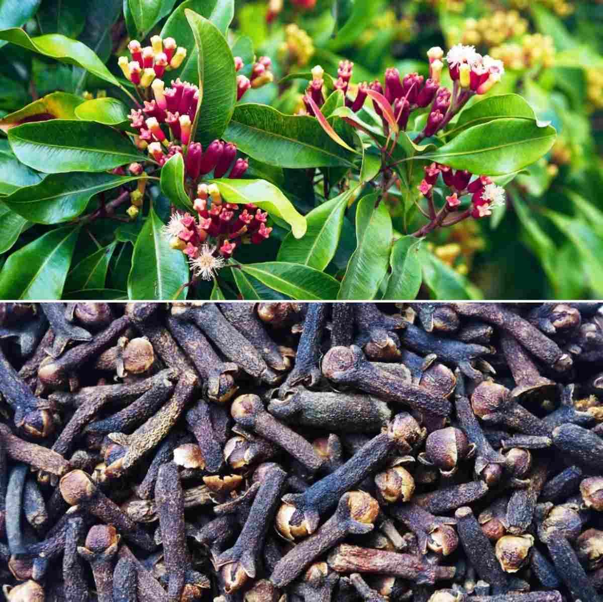Dwarf Varieties Clove/Lobongo (Syzygium Aromaticum) Plant & Tree Live Plant And Tree For Home And Garden (Pack Of 1)