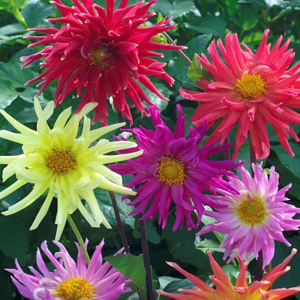 50 Seeds- All Seasons Dahlia Cactus Mixed Flower Seeds For Planting Home Garden - Seeds Ville