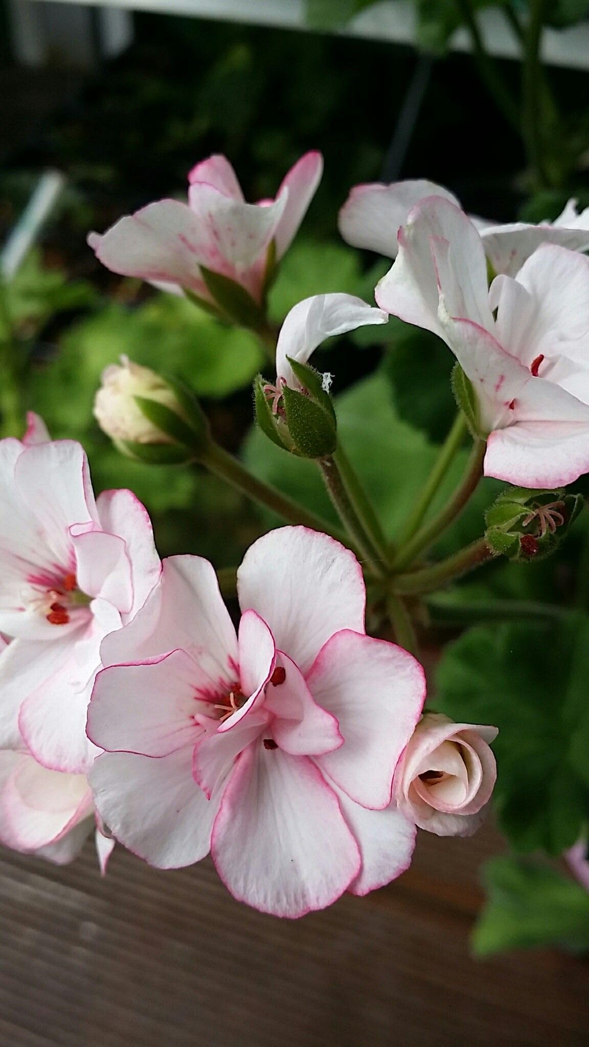 Ritz Farming® Geranium Flower Seeds for Your Home and Gardening Pack of 50 to 70 seeds (PINK SHADED)