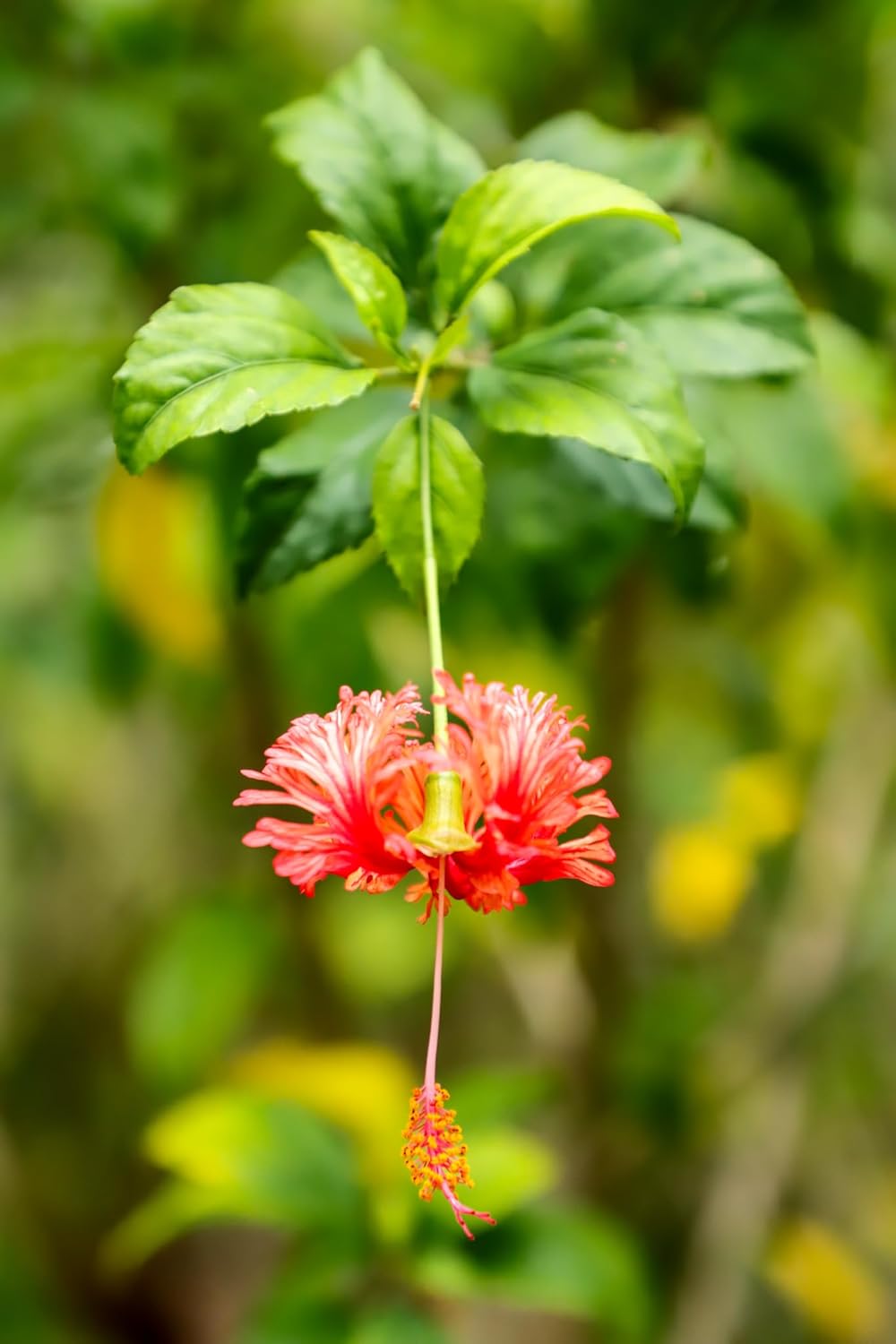 Rare Variety Chinese Spider Hibiscus/Spider Joba Healthy Live Plant For Your Home Garden