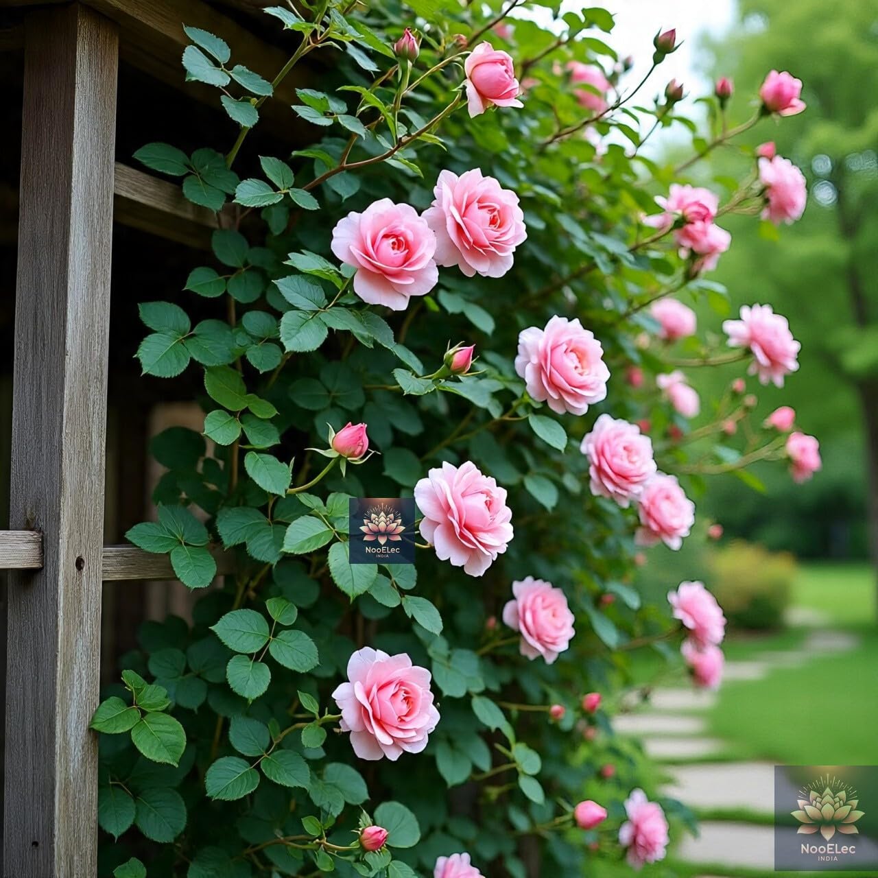 Pink Rose Climbing Flower Seeds - 100 Seeds Pack, Easy to Grow in All Indian Climates, All Year Bloom - Seeds Ville