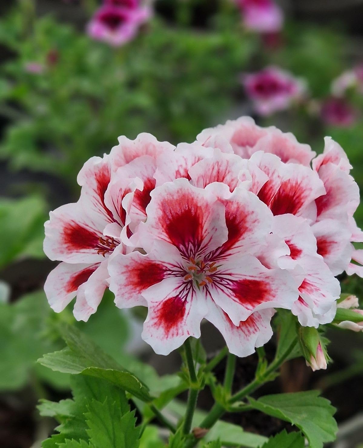 Climbing Double Geranium Flower Seeds for Home and Kitchen Gardening, Pack of 60 to 80 seeds