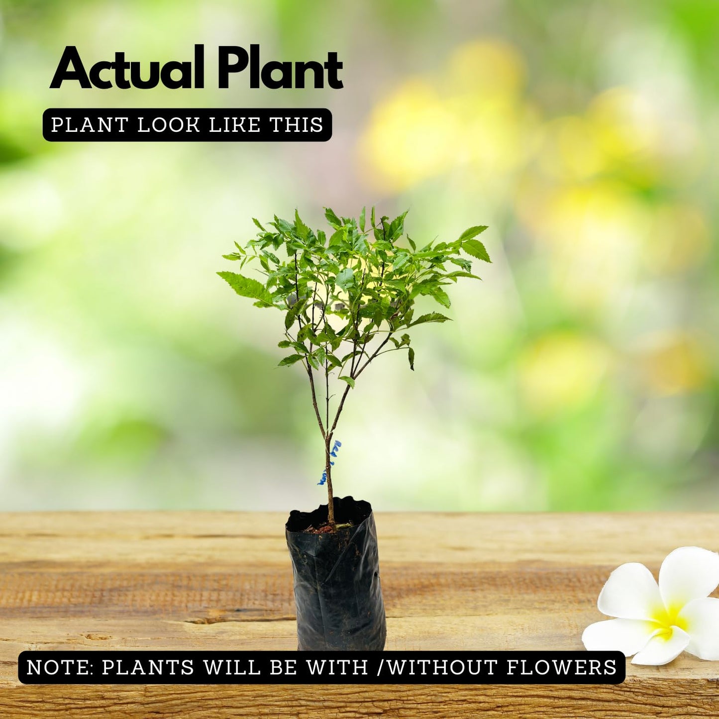 Hug A Plant | Red Tecoma/The Cape Honeysuckle (Tecoma capensis) Flowering/Ornamental Live Plant (Home & Garden)