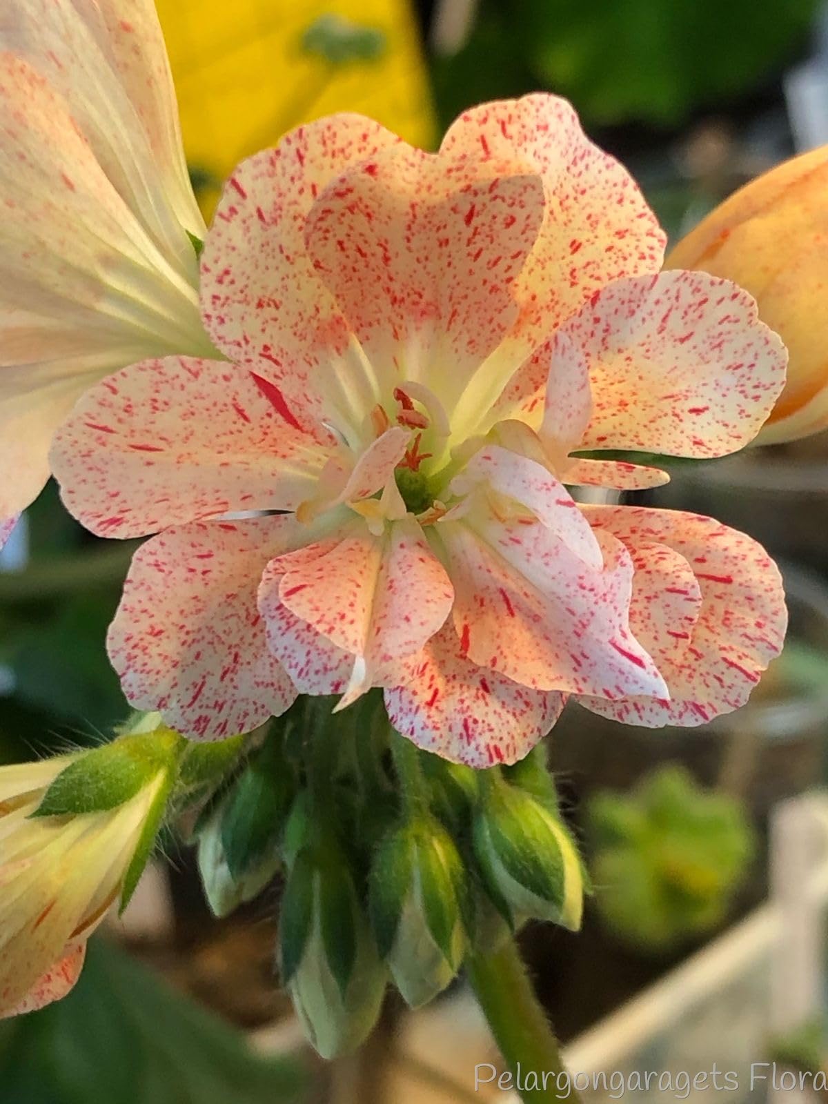 Climbing Double Geranium Flower Seeds for Home and Kitchen Gardening, Pack of 60 to 80 seeds