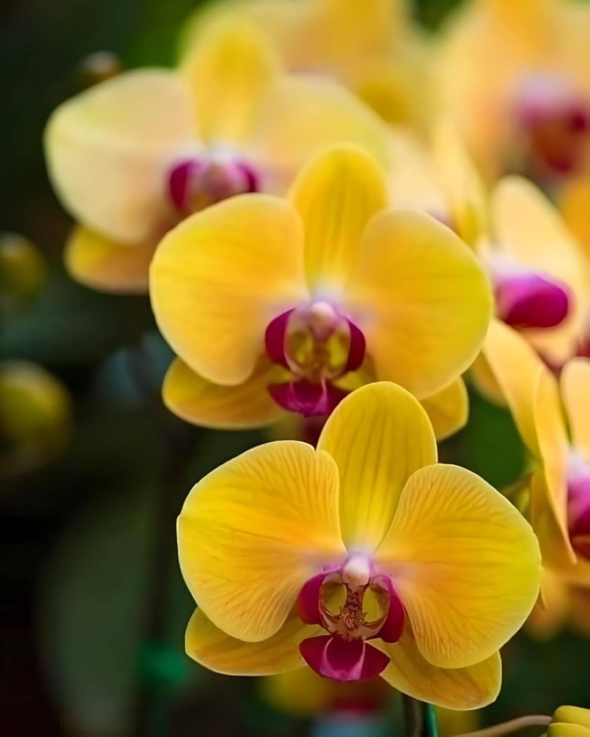 Rare Yellow Orchid Live Plant, Dendrobium Variety, 1 Pack