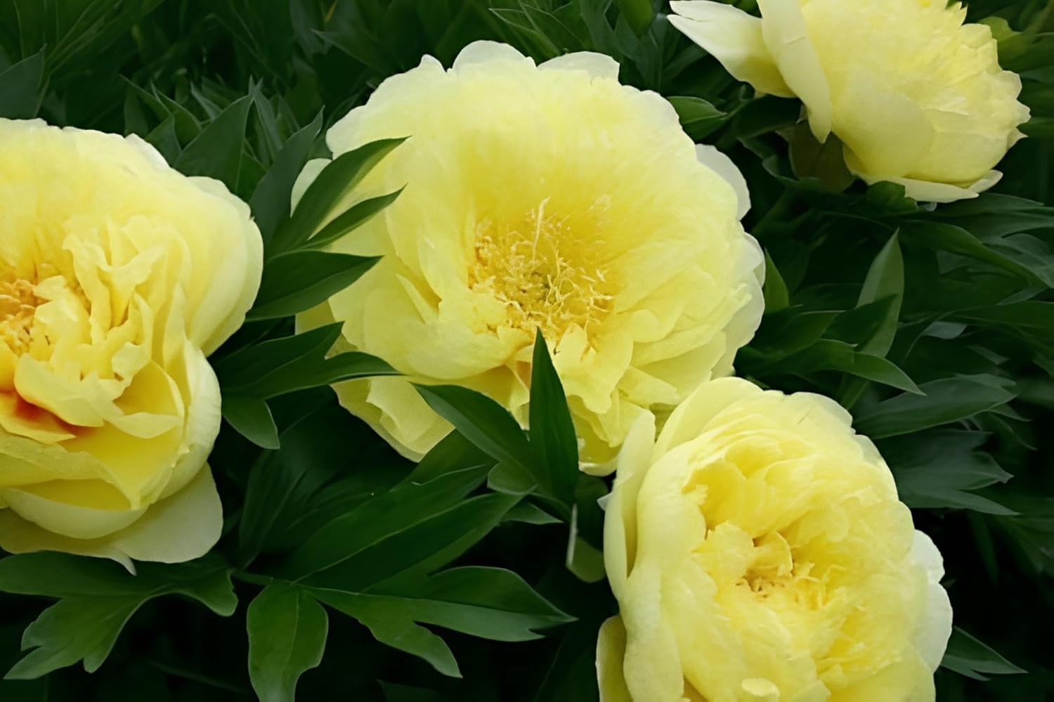 75+ Peony Mixed Flower Seeds For Planting- Double Beautiful Perennial Dwarf Plant Garden