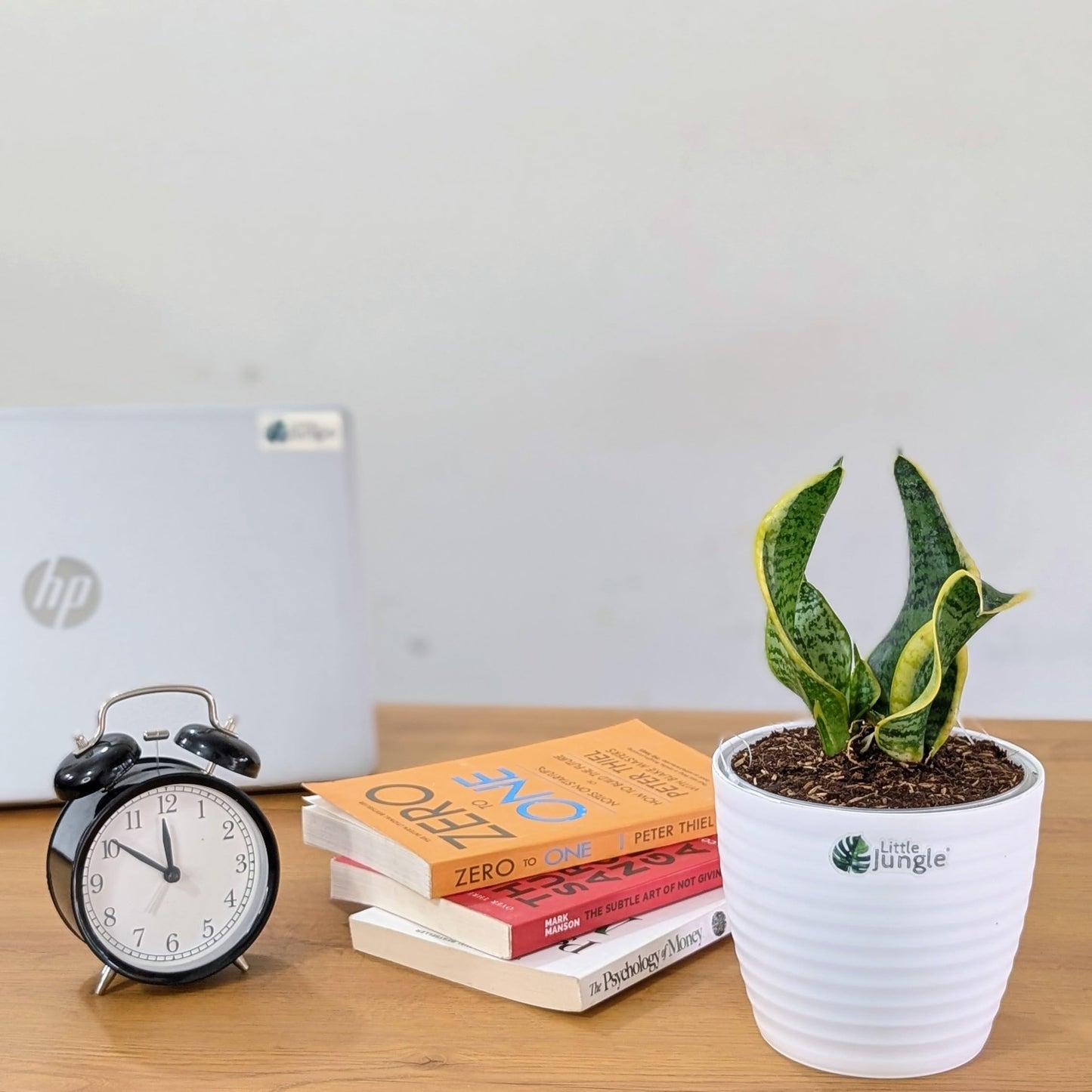 Little Jungle Sansevieria Flame - Live Plant with 5.5 Inches White Decor Pot | Indoor Plants For Home | Snake Plant | Live Plants Indoor | Air Purifying Plant | Live Plant With Pot For Home Decor |