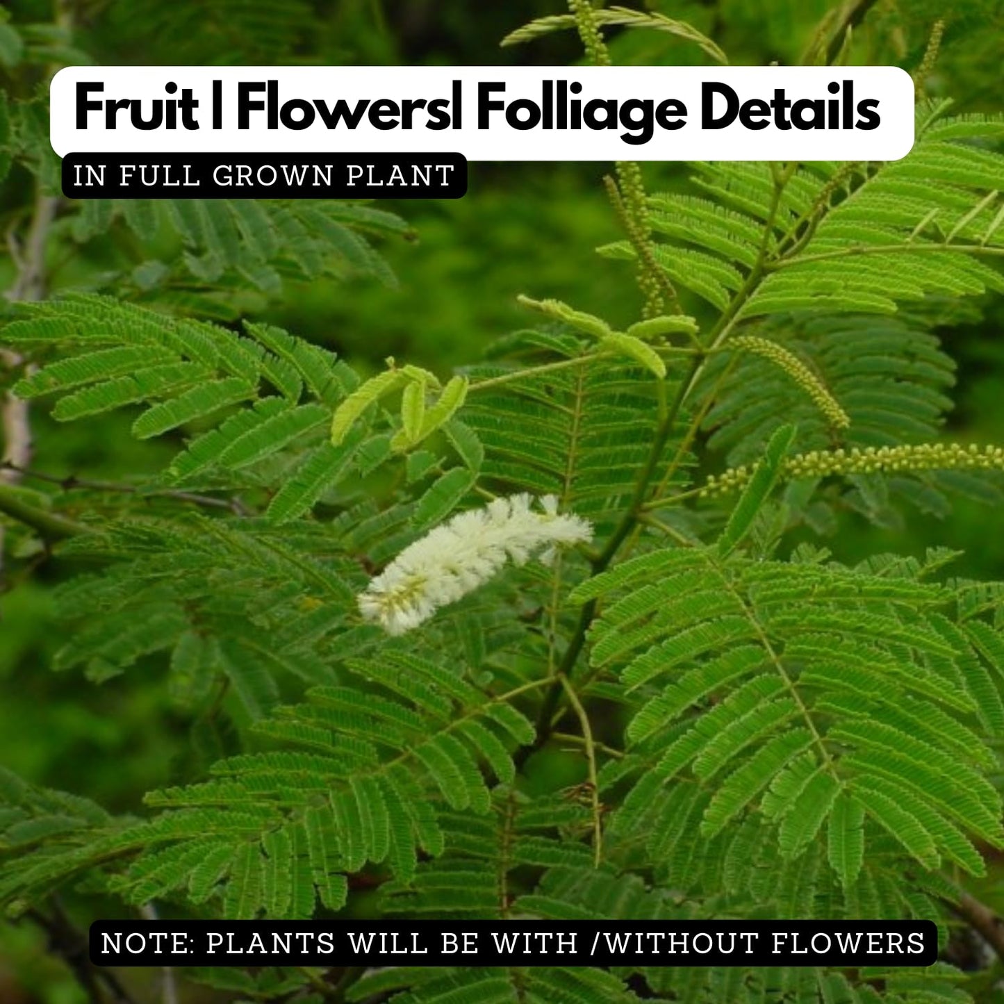 Hug A Plant | Karingali, Cutch Tree, Black Catechu, Black Cutch (Acacia Catechu) Medicinal Live Plant (Home & Garden)