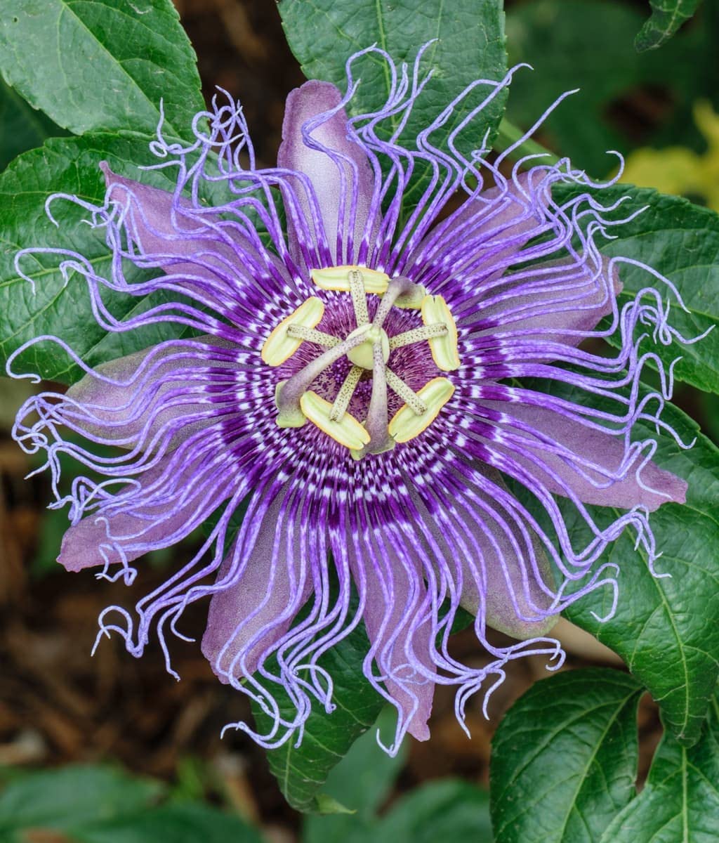 Krishna Kamal Flowering Plant – Purple Passion Flower Vine | Passiflora Incarnata | Decorative Live Plant for Home & Office