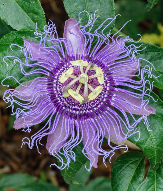 Krishna Kamal Flowering Plant – Purple Passion Flower Vine | Passiflora Incarnata | Decorative Live Plant for Home & Office