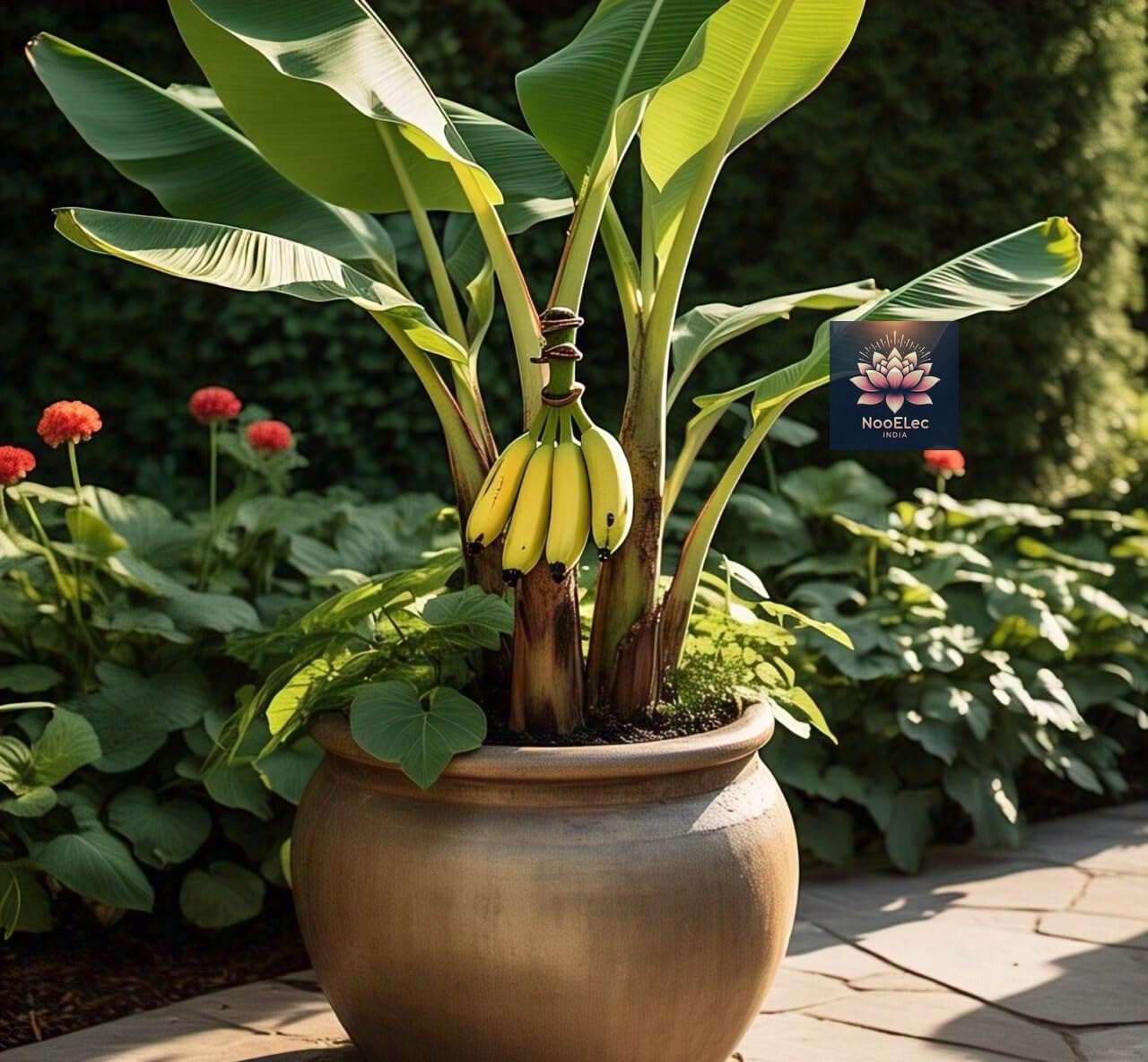 BlimBurn Dwarf Banana Seeds for Planting - 40+ Hybrid Seeds for Indoor/Outdoor Grow, Fast Growing, Easy Care, Year-Round Fruit Production - Seeds Ville