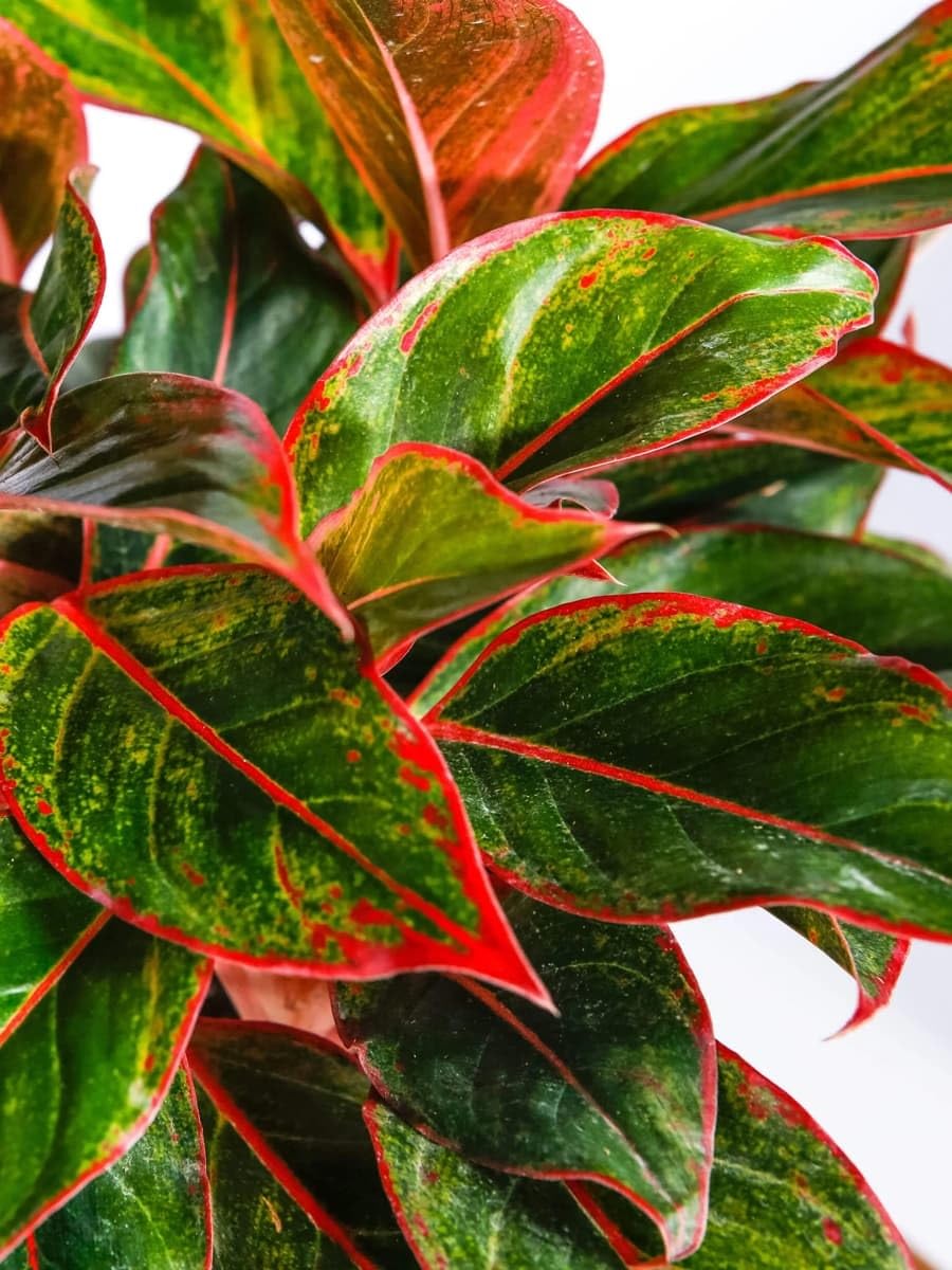 The Four Seasons Aglaonema Lipstick Red | Siam Aurora Red | Natural Live Plant in Nursery Pot