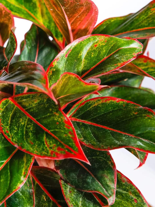 The Four Seasons Aglaonema Lipstick Red | Siam Aurora Red | Natural Live Plant in Nursery Pot