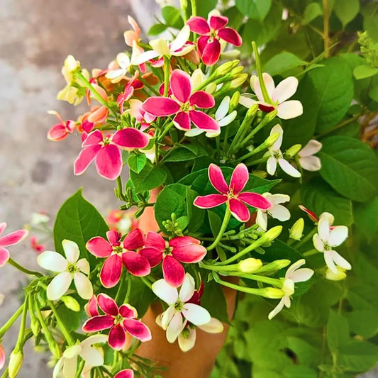 Live Ixora Rangan Creeper Plant (Madhumalti), Flowering Vine for Home Garden, Outdoor Climbing Plant with Fragrant Blooms, Perfect for Balcony, Terrace, Fence and Pergola Decoration, Without Pot