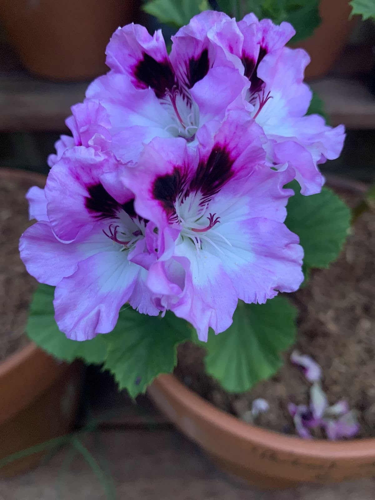 Climbing Double Geranium Flower Seeds for Home and Kitchen Gardening, Pack of 60 to 80 seeds