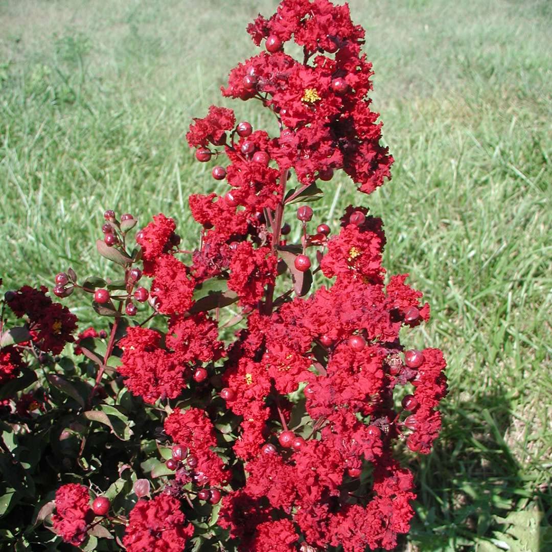 Legerstomia Red Crape Myrtle Furush Flower Live plant(Plant Height -1.5 Ft- 2 Ft) - Seeds Ville